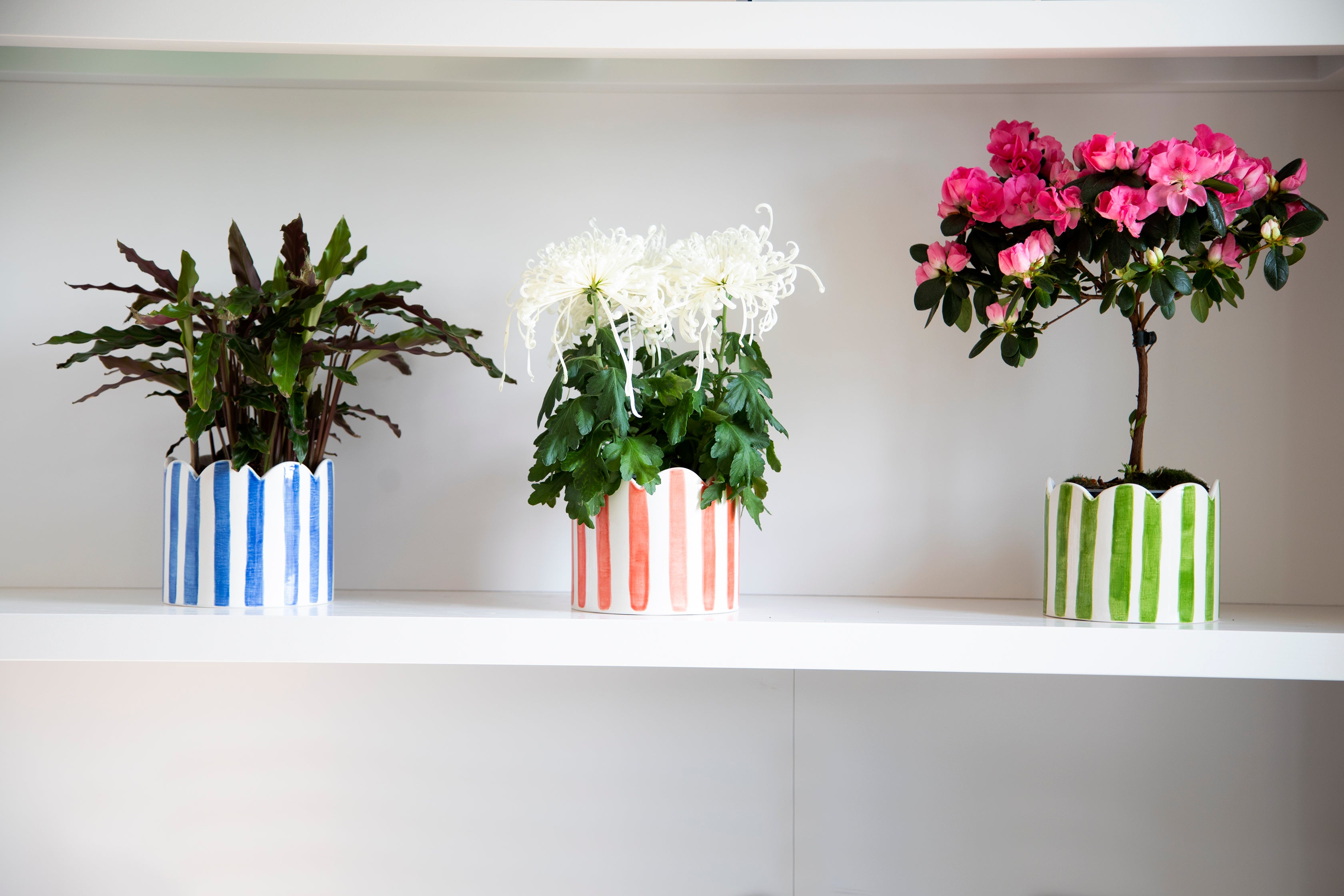 Ceramic Striped scalloped planters