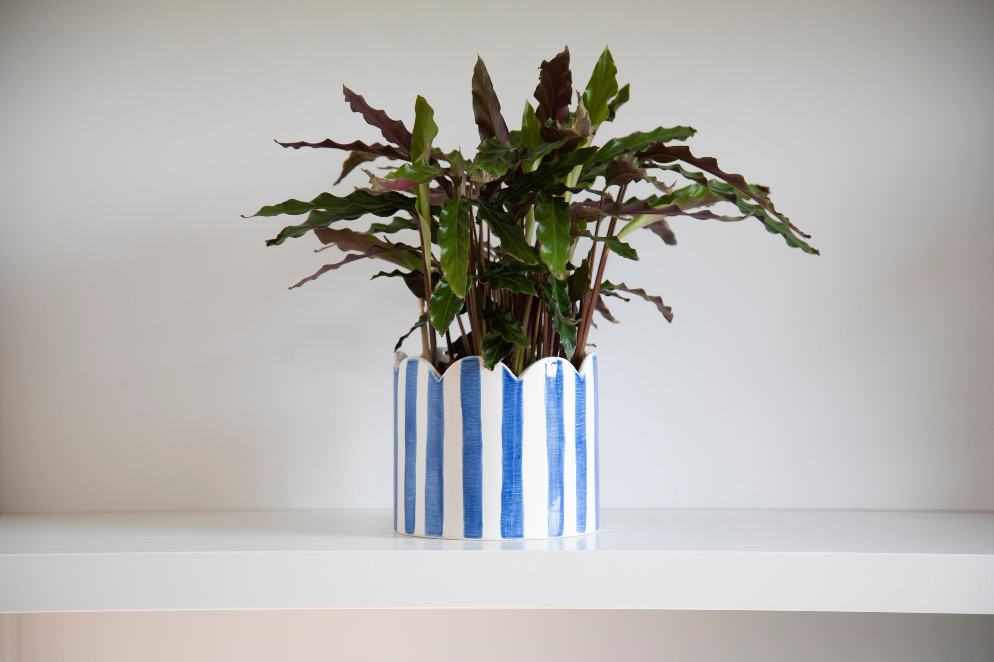 Ceramic blue striped scalloped planter