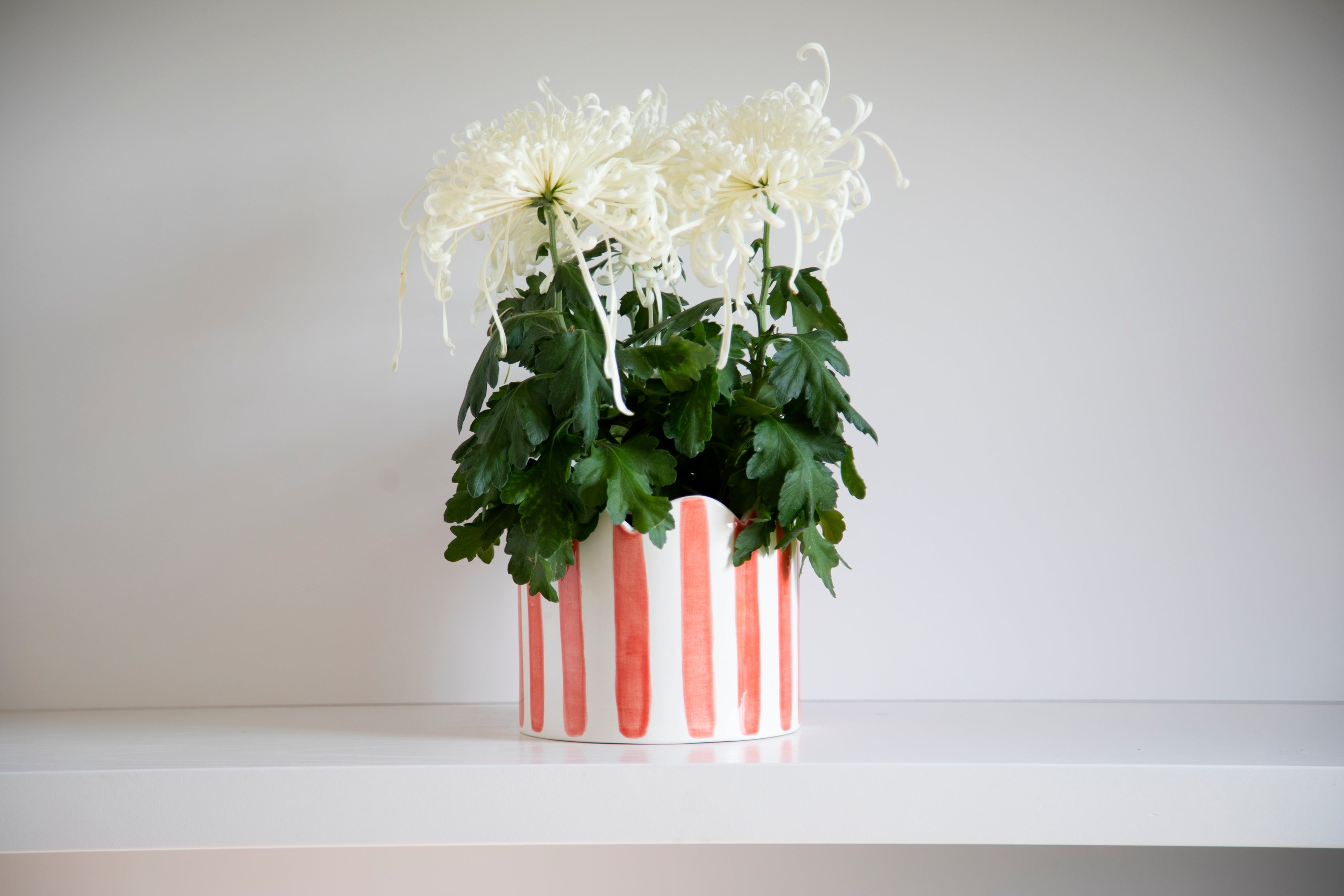 Ceramic red striped scalloped planter