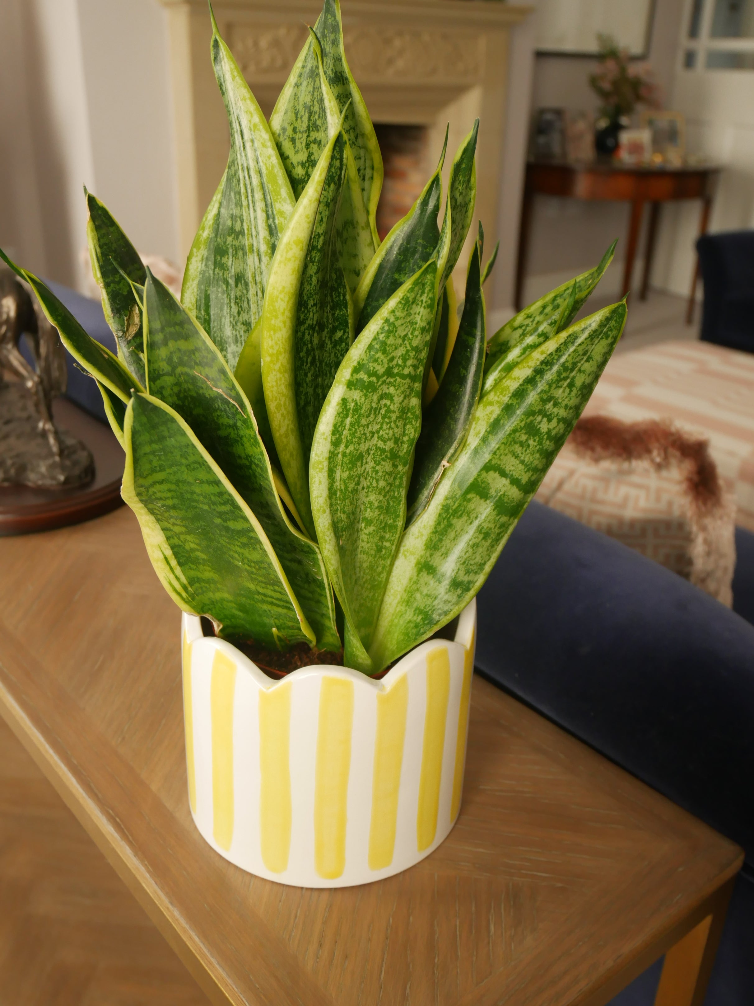 Ceramic scalloped yellow striped planter