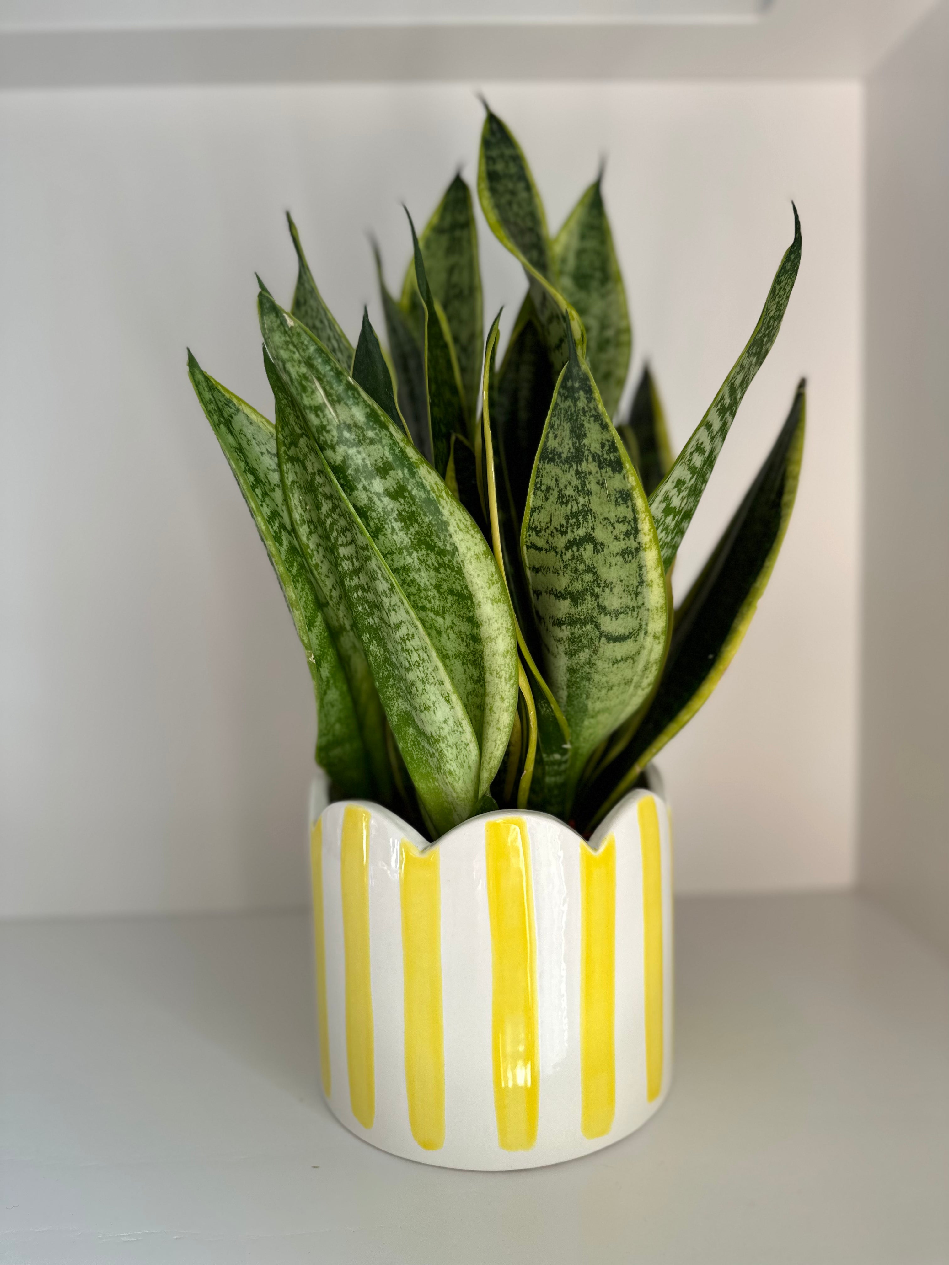 Ceramic yellow striped scalloped planter